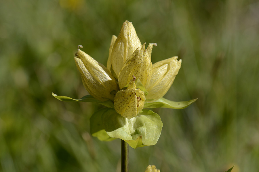 Gentiana punctata / Genziana punteggiata